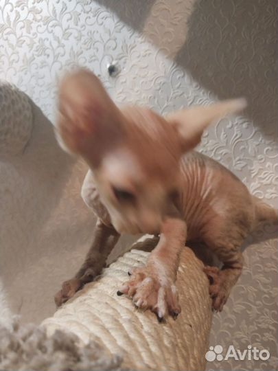 Канадский Сфинкс котенок