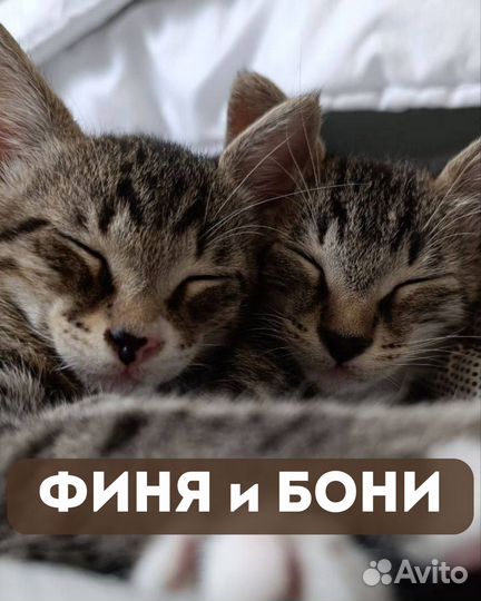 Мальчики котята Бони и Финя в добрые руки