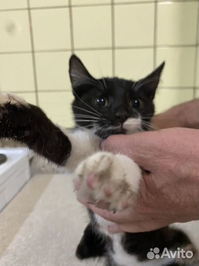 Котята девочки в добрые руки