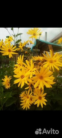 Топинамбур