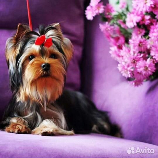 Йоркширский терьер, щенки и подростки