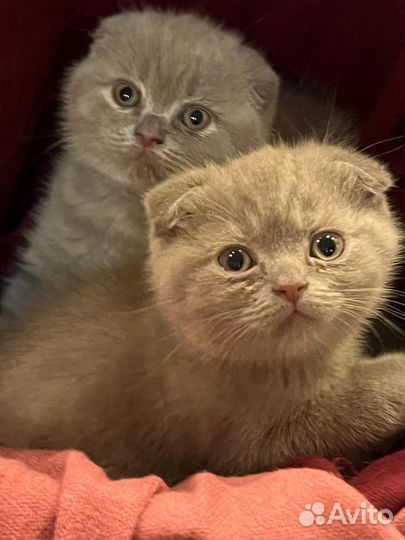 Шотландская