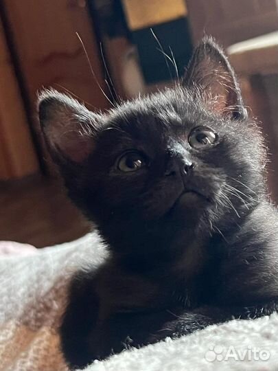 Чёрные котята (2,5 месяца)