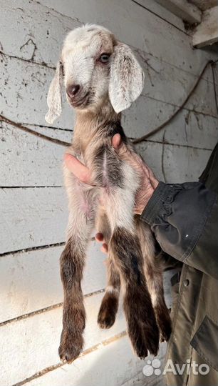 Козлята Нубийци Камори