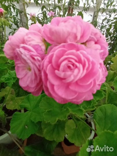 Пеларгония герань сортовая