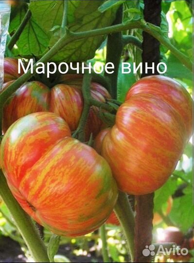 Семена сортовых томатов