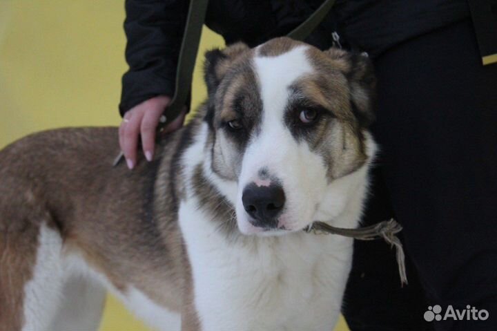 Красивая, но скромная собака ищет дом