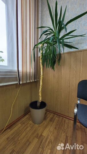 Пальма юкка