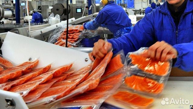 Рыбообработчик вахтой (всё включено)