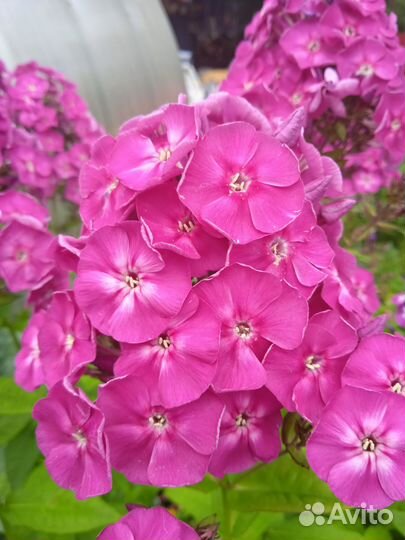 Садовые цветы многолетники