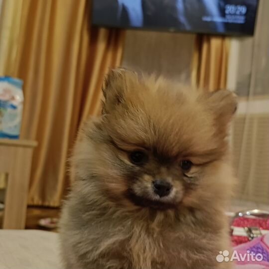 Померанский шпиц мини медвежьего типа
