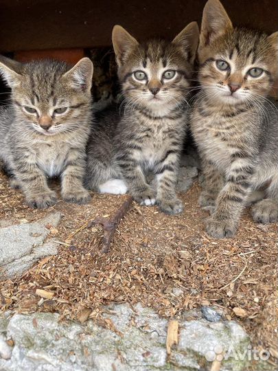 Кошка в дар