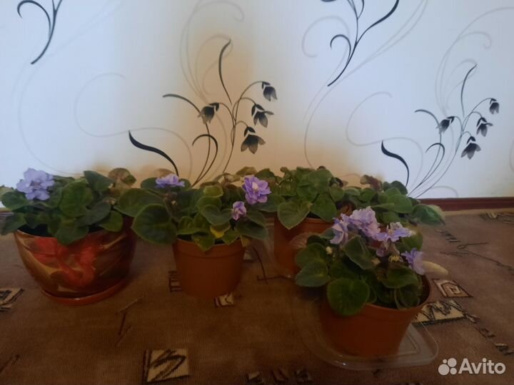 Комнатные цветы