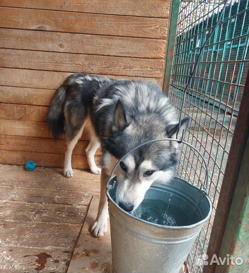 Разные собаки бывают одиноки