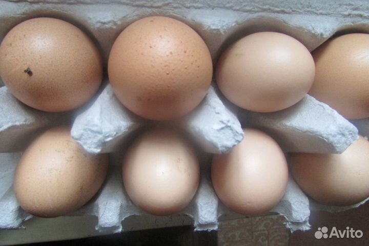 Яйцо куриное деревенское