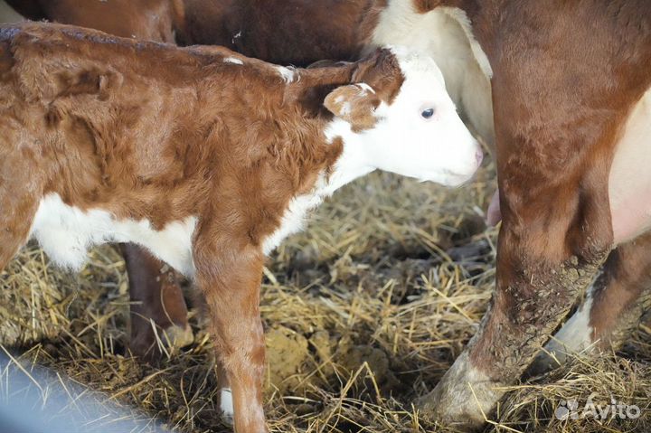 Коровы Герефорд класса класса элита и элита-рекорд