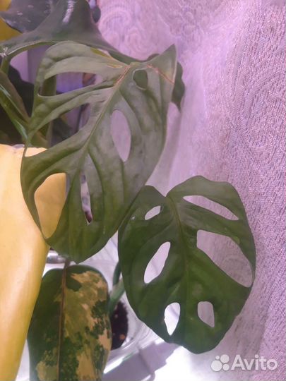 Монстеры разные Стандлеяна, Фридрихшталя, Альба