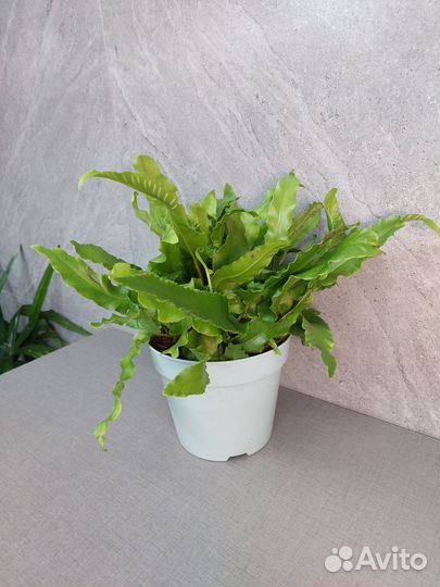 Папоротник Асплениум Scolopendrium d 17