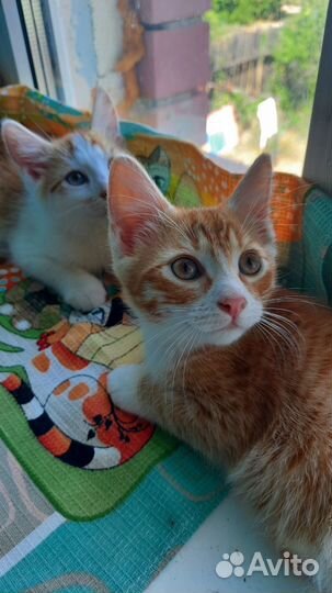 Отдам бесплатно