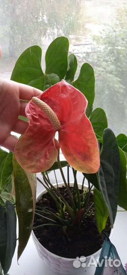 Антуриум Азиатский дракон (Артëмка)