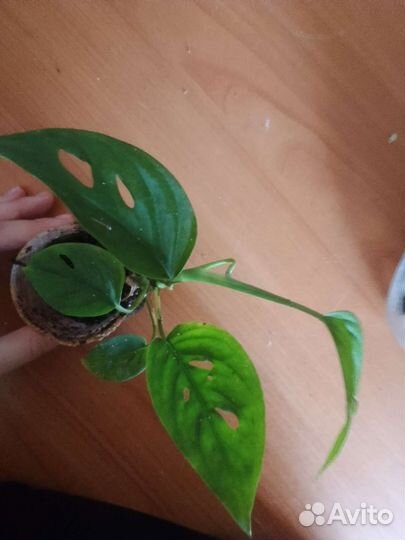 Растения по одной цене