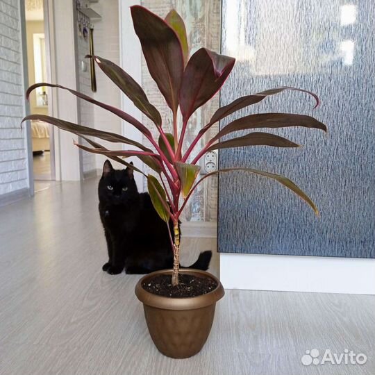 Кордилина танго/ и поменьше /есть доставка