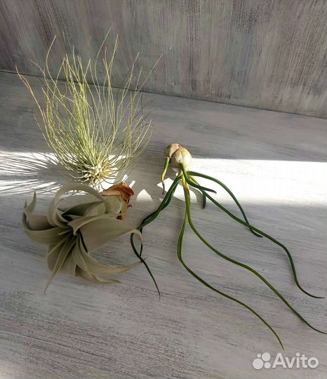 Тилландсия атмосферная