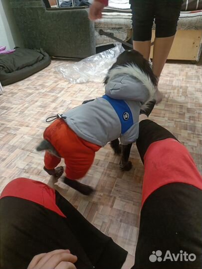 Комбинезон для собак