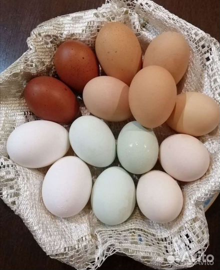 Домашние куриные яйца