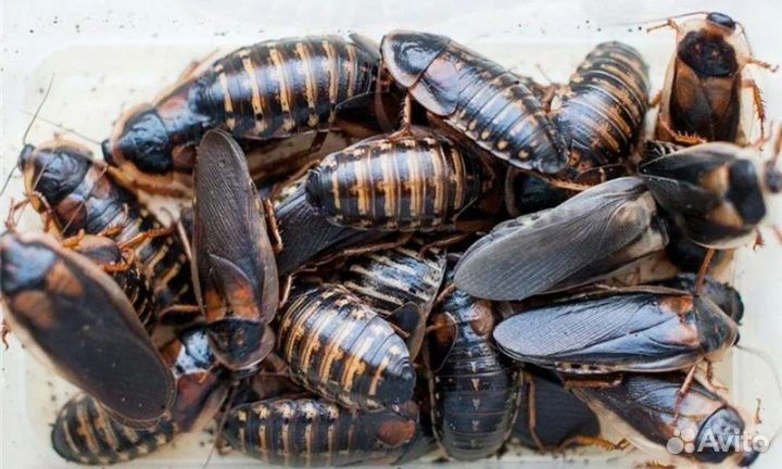 Аргентинский таракан блаптика