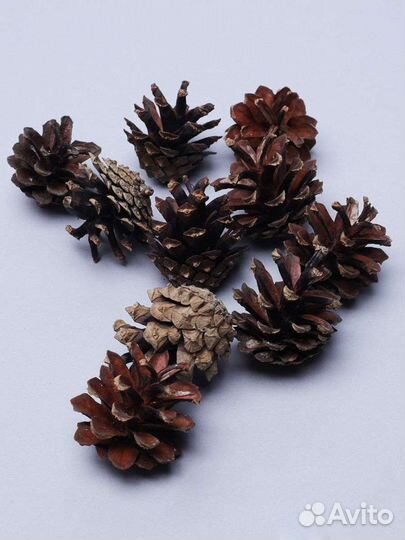 Шишки сосна
