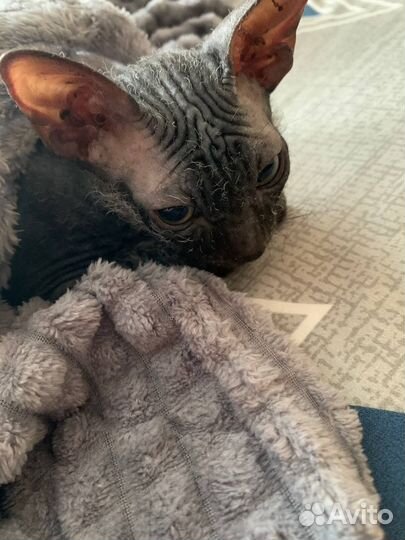 Канадский сфинкс котенок