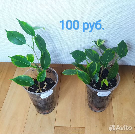 Фикус бенджамина Кинки