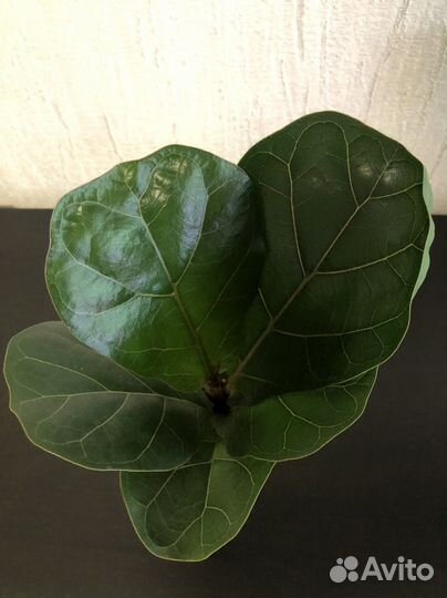 Фикус лирата бамбино