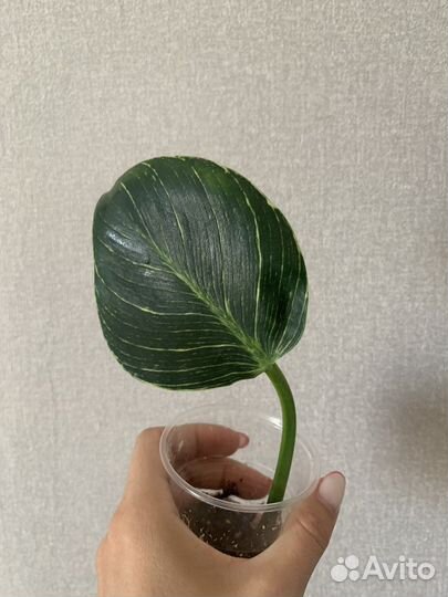 Филодендрон биркин