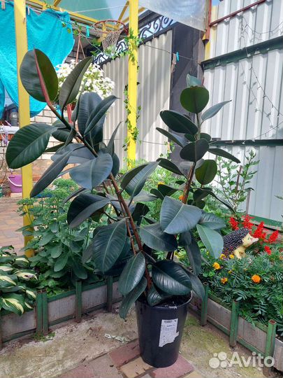 Фикус каучуконосный Робуста 3 ствола 135/90