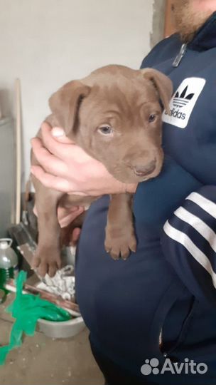 Собаки щенки американский Питбуль