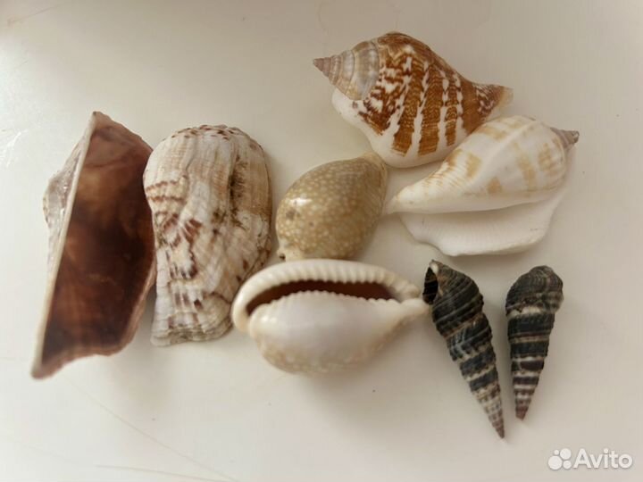 Морские ракушки большой пакет 2,85 кг