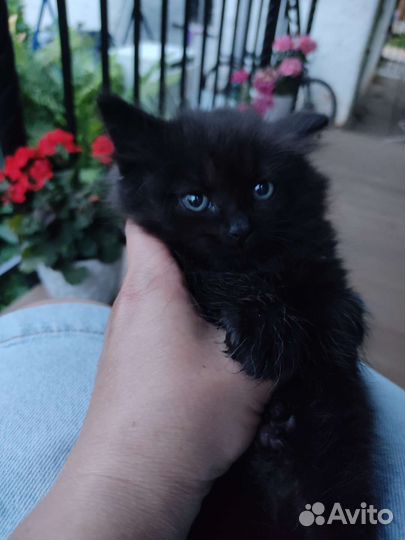 Котик бесплатно