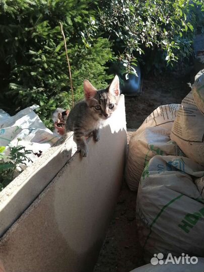 Котята в добрые руки бесплатно