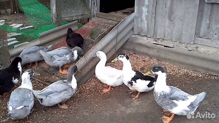 Сельхоз птица