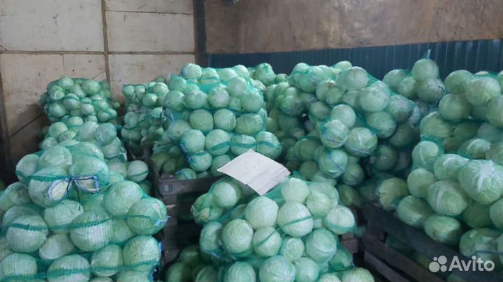 Капуста свежая засолочная