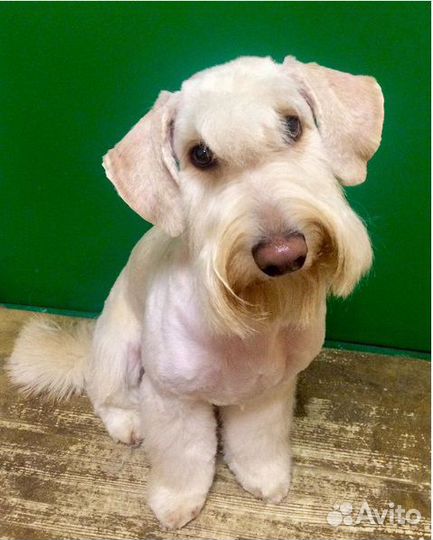 Честный тримминг, породный стриппинг, пэт-стрижки