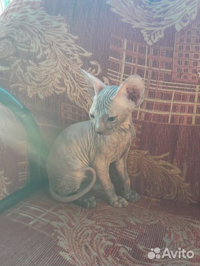 Канадский сфинкс