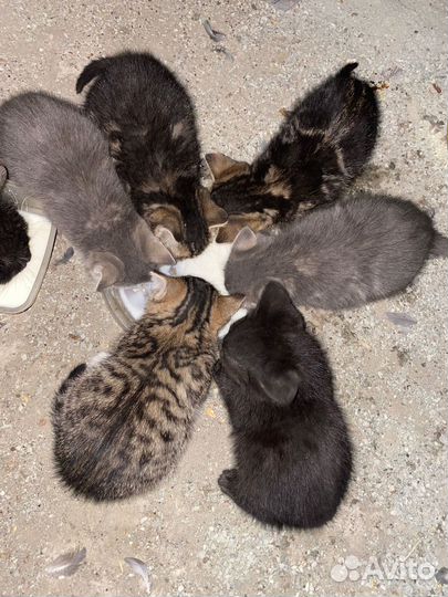 Отдам котят в добрые руки