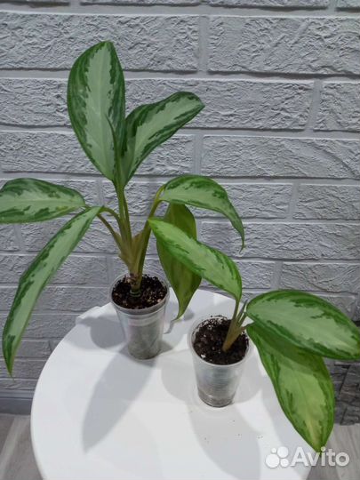 Аглаонемы сортовые