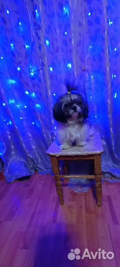 Собаки ши-тцу