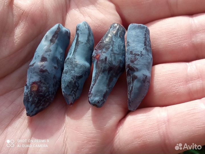 Саженцы новые перспективные сорта