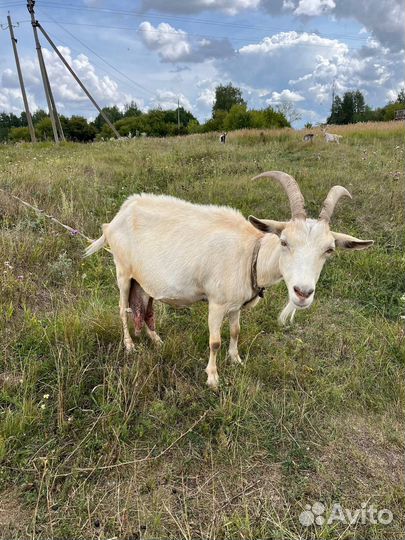 Коза дойная