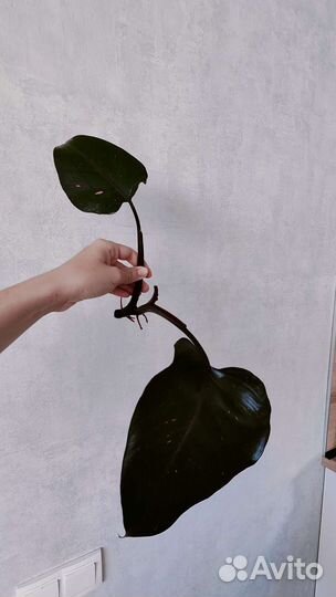 Комнатные растения, филодендрон, сциндапсус и др